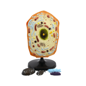 Animal Cell Zoology Model