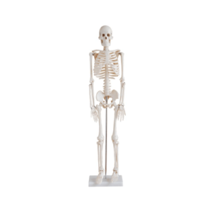 Human Skeleton