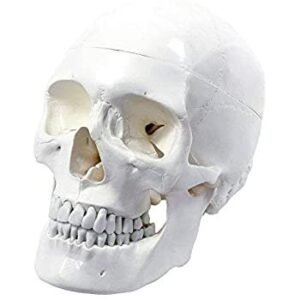 Human Muscular Skull