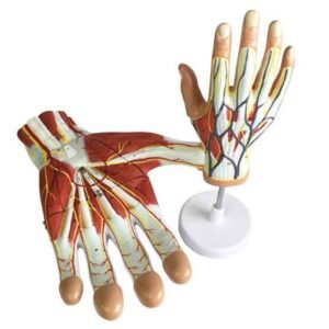 Regional Anatomy Han