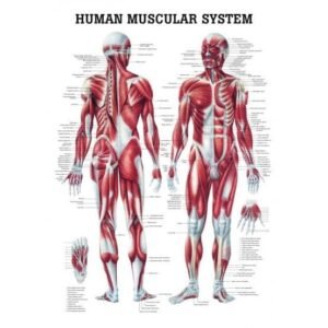 Human Arm Muscles Anatomy Model