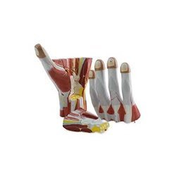 Anatomy Hand
