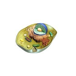 Animal Cell Model