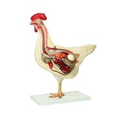 Chicken Dissection Model