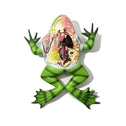 Frog Dissection Model