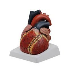 Giant Heart