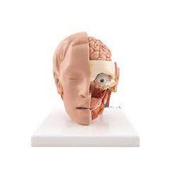 Head Model