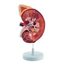 Kidney with Adrenal Gland 1-5 Times Enlarged