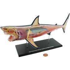 Shark Fish Anatomy Model