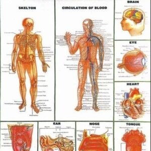 special human physiology charts manufacturer in kenya