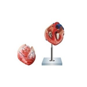 Human Heart