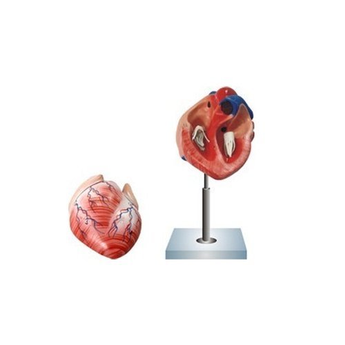 Human Heart